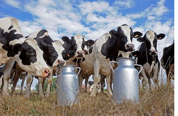 4Life Transfer Factor